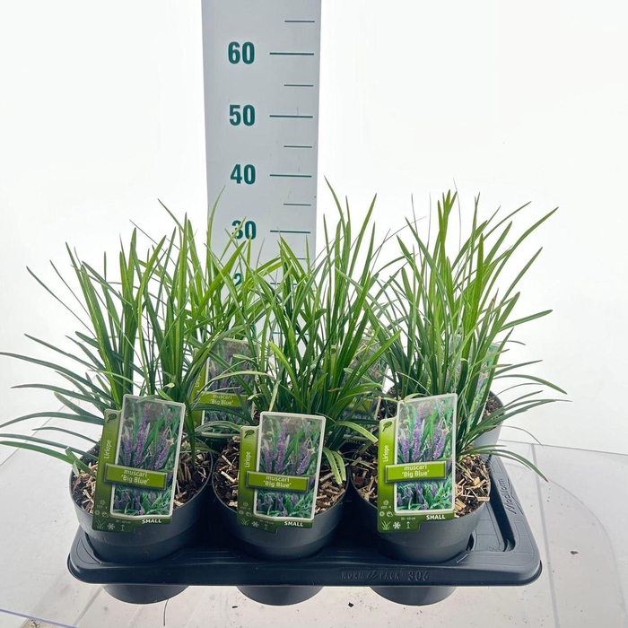 <h4>Liriope muscari</h4>