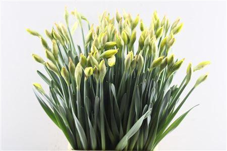 <h4>Narc D Dick Wilden</h4>