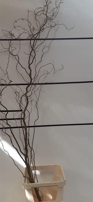 <h4>Salix Kronkelwillow</h4>