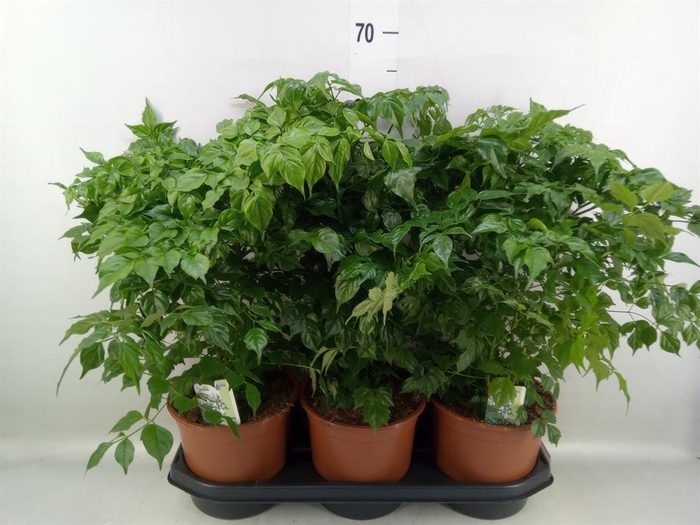 <h4>Radermachera sinica</h4>