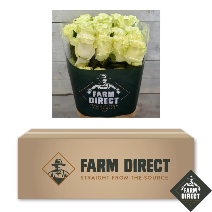 <h4>R GR MONDIAL BOX x50</h4>