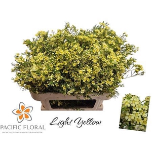 Chamelaucium Klb Lightb Yellow
