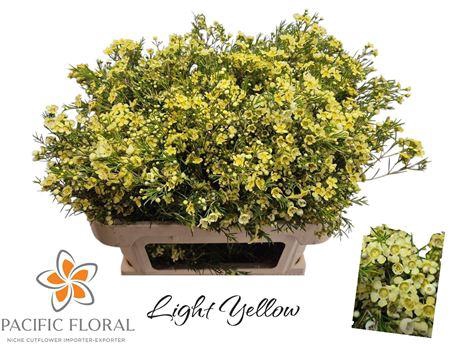 <h4>Chamelaucium Klb Lightb Yellow</h4>