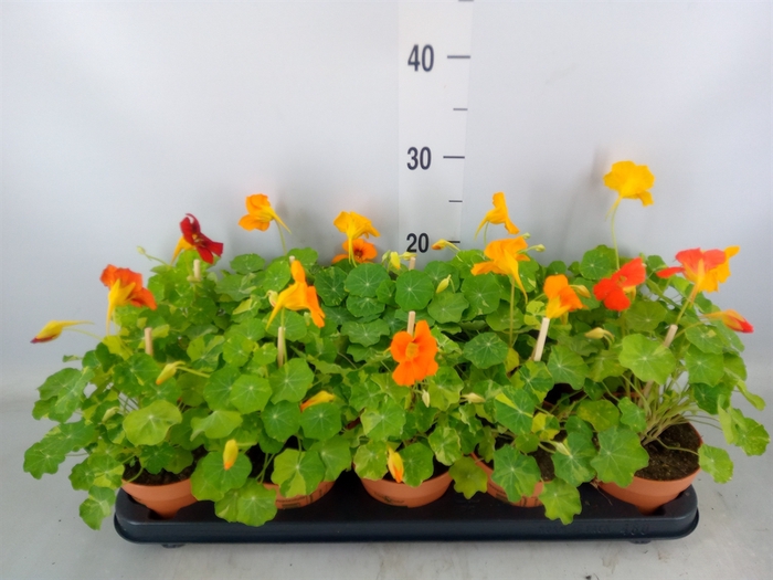 <h4>Tropaeolum majus</h4>