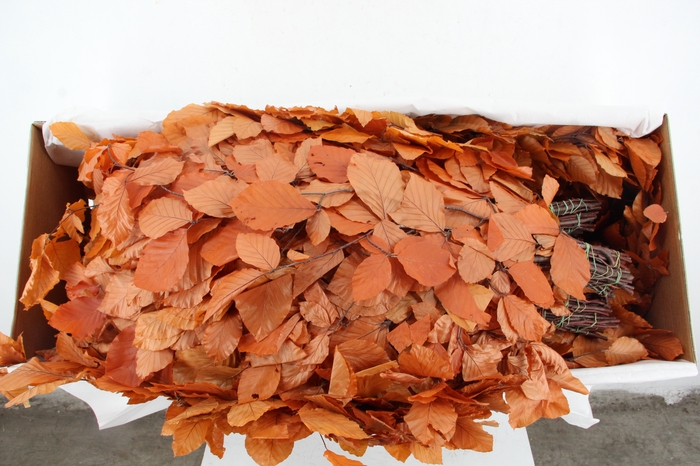 PF BEECH LEAFS ORANGE BS 150GR