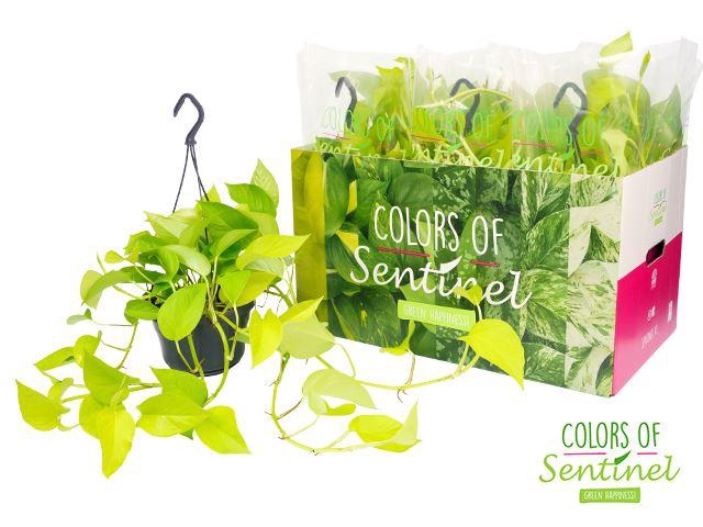 <h4>Epipremnum pinn. 'Golden Pothos' HG</h4>