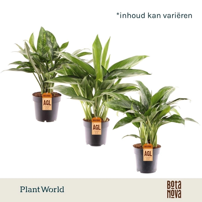 <h4>Aglaonema gemengd</h4>