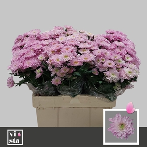 CHR TR FABIENNE SWEET 50 GR.