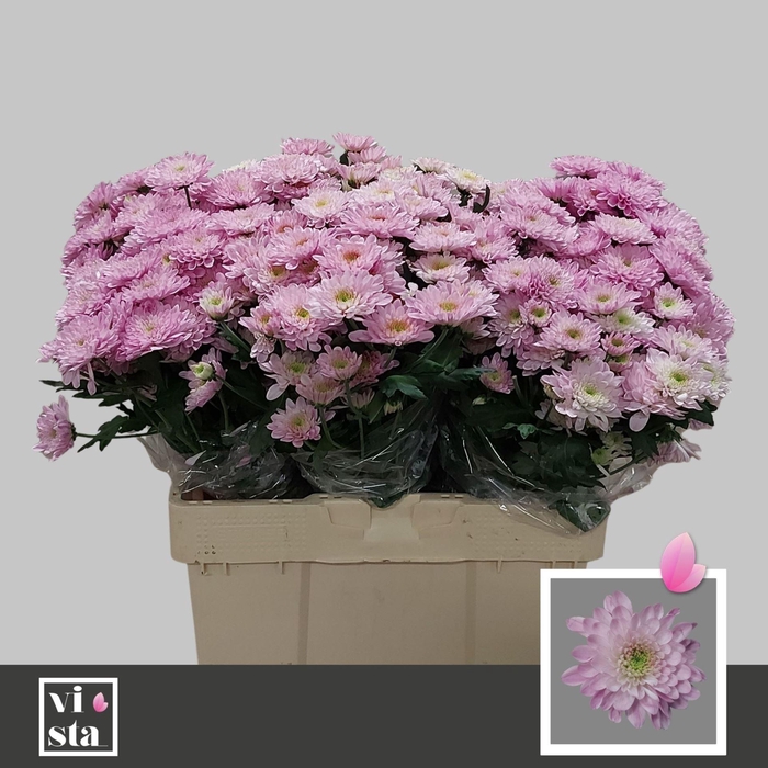 <h4>CHR TR FABIENNE SWEET 50 GR.</h4>