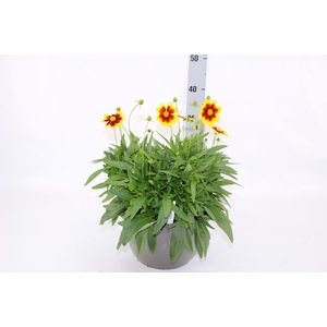 CORE GRANDIFLORA