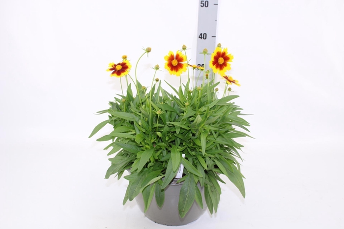 <h4>CORE GRANDIFLORA</h4>
