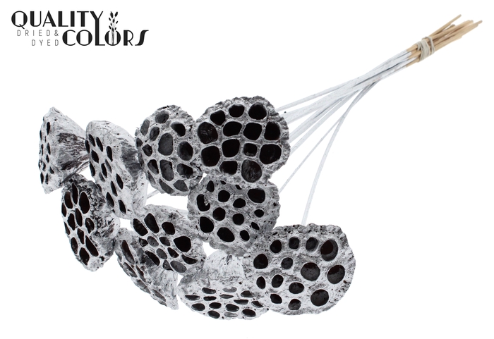 <h4>Lotus 5-7cm on stem Silver</h4>