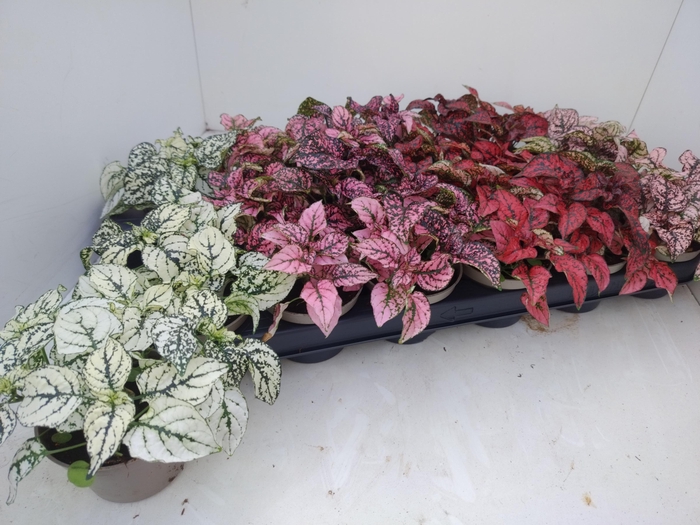 <h4>HYPOEST GEM</h4>