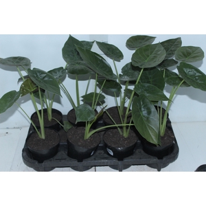 ALOCASIA WENTII P12