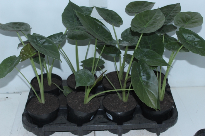 <h4>ALOCASIA WENTII P12</h4>