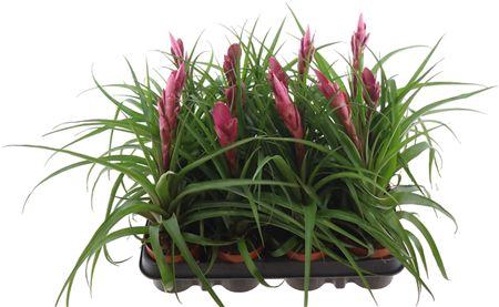 <h4>Till Alexander</h4>