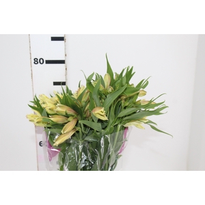 ALSTROEMERIA BOA VISTA 080 CM