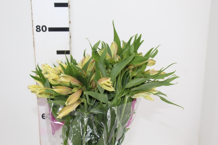 <h4>ALSTROEMERIA BOA VISTA 080 CM</h4>