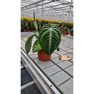 Anthurium   ...