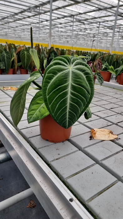 <h4>Anthurium   ...</h4>