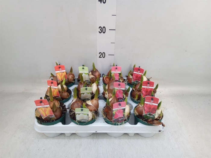 <h4>Tulipa   ...mix 3</h4>