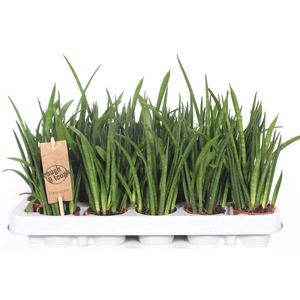 Sansevieria bacularis
