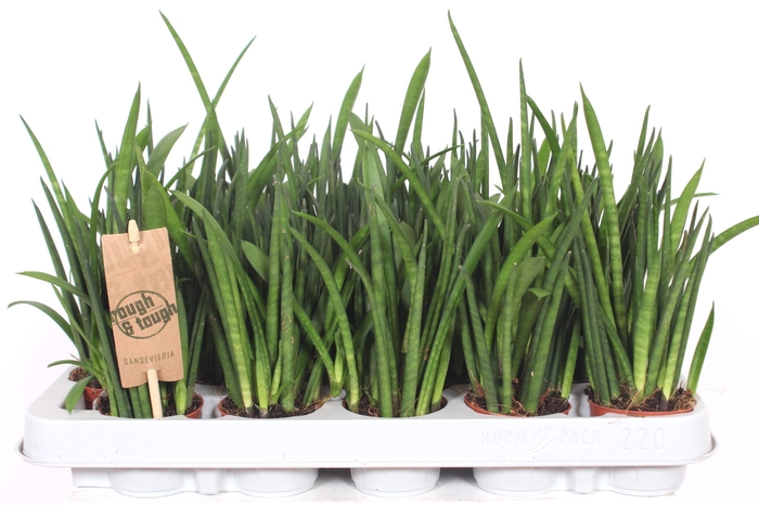 <h4>Sansevieria bacularis</h4>