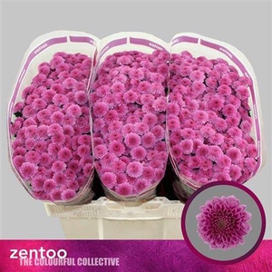 Sant Kismo Pink
