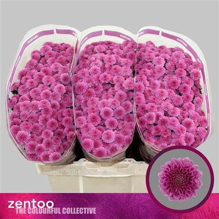 <h4>Sant Kismo Pink</h4>