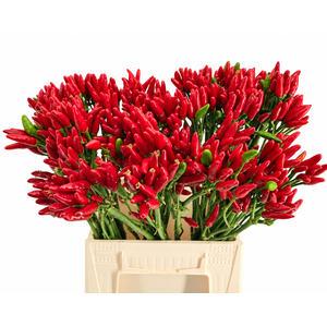 Sierpeper Fire Red