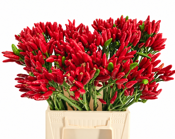 <h4>Sierpeper Fire Red</h4>