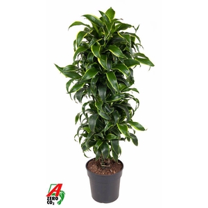 Dra Fr Dorado Vertakt