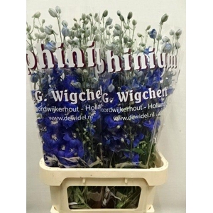 DELPH DU DEWI BL STA