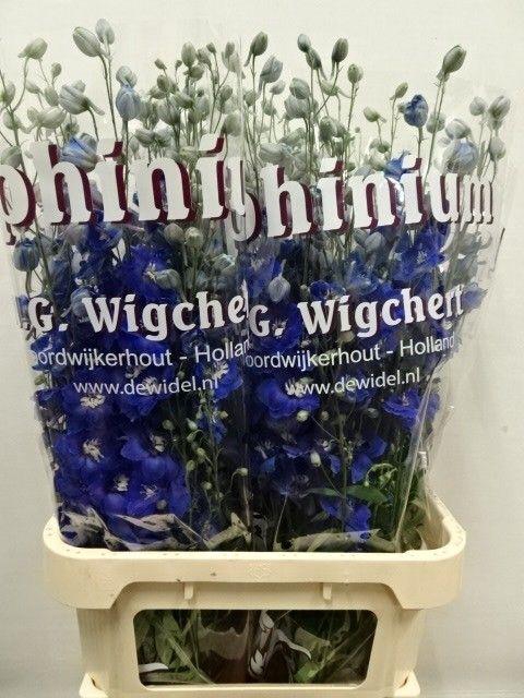 <h4>DELPH DU DEWI BL STA</h4>