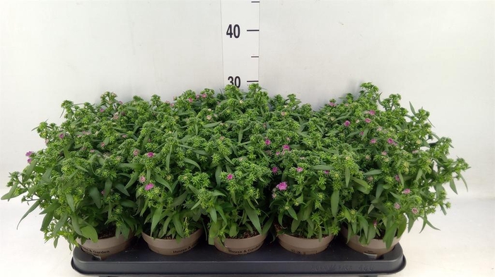 <h4>Aster n-b 'Showmakers Pretty Pink'</h4>