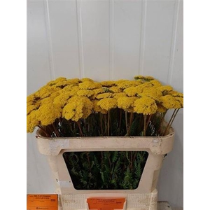 Achillea F Park Variety
