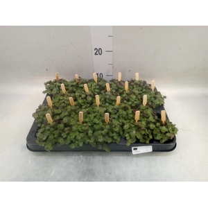Callisia repens 'Turtle'