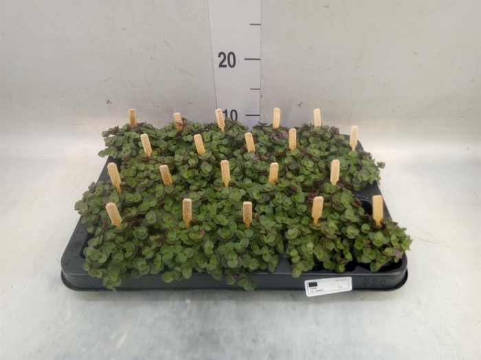 <h4>Callisia repens 'Turtle'</h4>