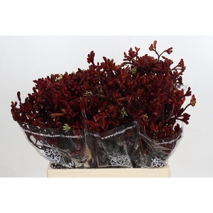 Kangaroo Paw Early Spring Indoor