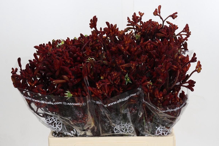 <h4>Anigozanthos Early Spring Indoor</h4>