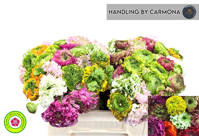 <h4>RANUNCULUS OV</h4>