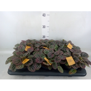 Peperomia