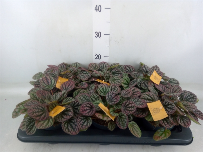 <h4>Peperomia</h4>