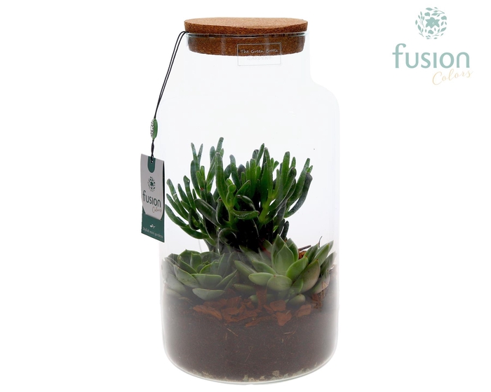 <h4>Green Bottle Pot Large met Succulenten</h4>