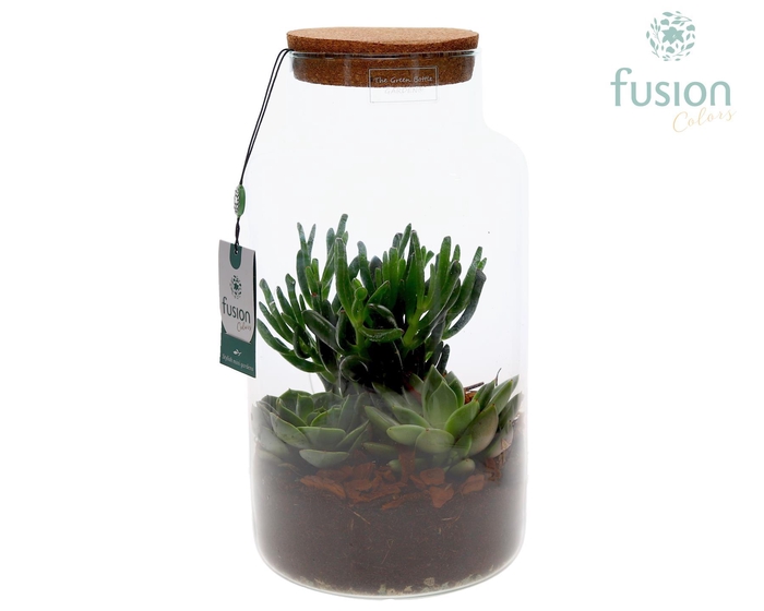 <h4>Green Bottle Pot Large met Succulenten</h4>
