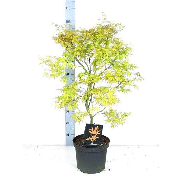 <h4>Acer palmatum 'Katsura' P26 Full CC</h4>