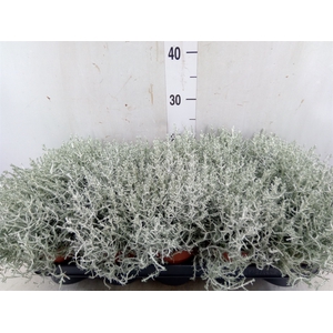 Leucophyta     [Calocephalus]