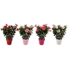 Mandevilla Sundaville mélangé