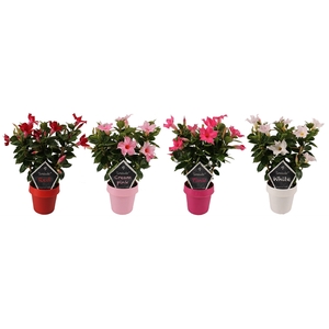 Mandevilla Sundaville Mixtray op rek  (Dipladenia)