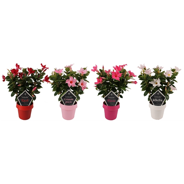 <h4>Mandevilla Sundaville Mixtray op rek  (Dipladenia)</h4>